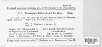 Peronospora viciae image